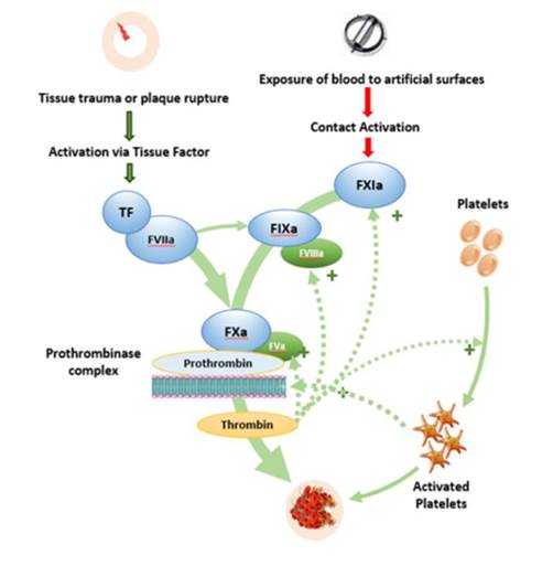 A diagram overview of the coagulation cascade