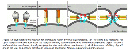 A diagram of a cell membrane

Description automatically generated