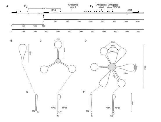 A diagram of a molecule

Description automatically generated