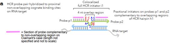 A diagram of a protein

Description automatically generated