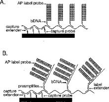 A diagram of a dna sequence

Description automatically generated with medium confidence