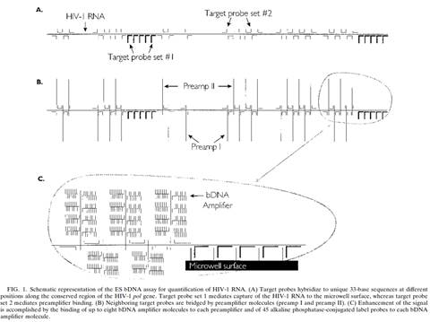 A diagram of a dna test

Description automatically generated