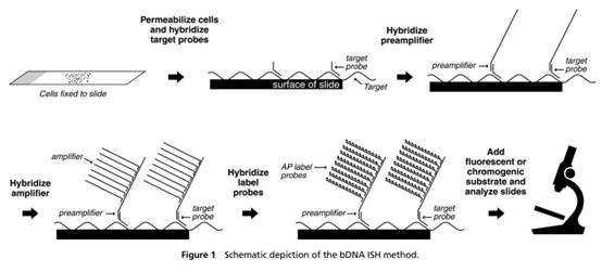 A diagram of a method of a probiotic

Description automatically generated with medium confidence