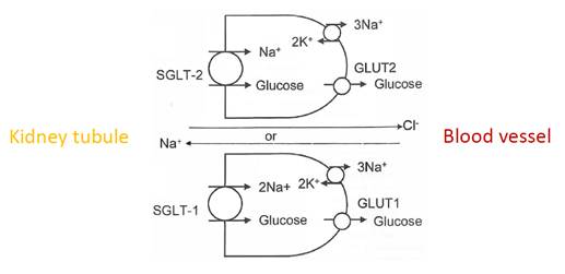 A diagram of a glucose reaction
AI-generated content may be incorrect.