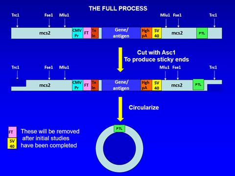 A diagram of a diagram of a cell cycle

Description automatically generated with medium confidence