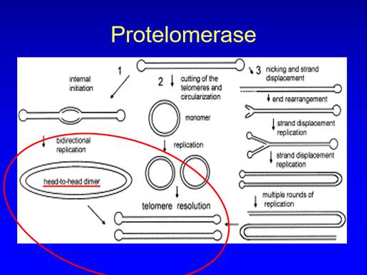 A diagram of a protelomerase

Description automatically generated