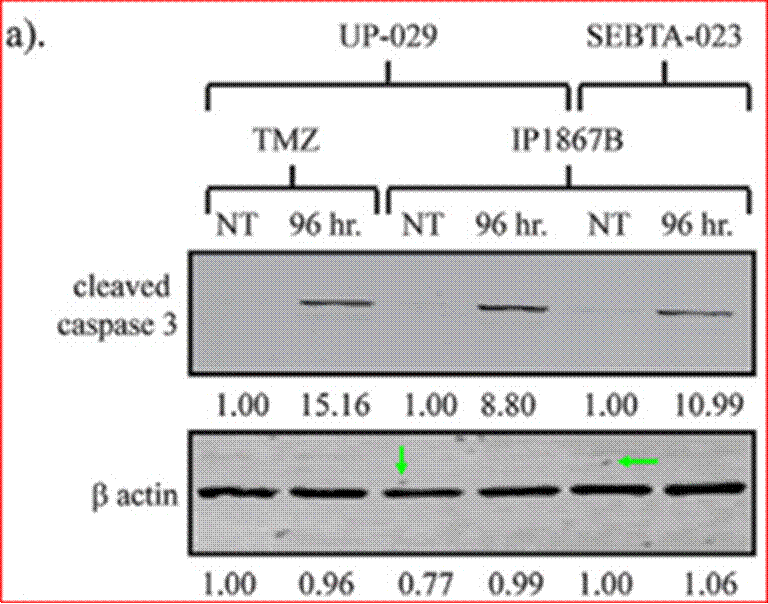 A diagram of a dna sequence

Description automatically generated with medium confidence